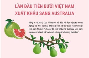 Lần đầu tiên bưởi Việt Nam xuất khẩu sang Australia