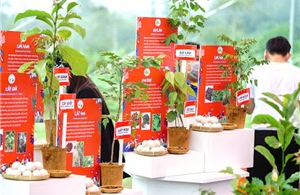 Triệu đôi tay cùng OMO trồng 1 triệu cây xanh