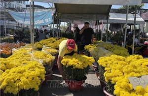 Hoa kiểng đồng loạt giảm giá chiều 29 Tết