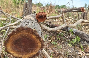 Kiểm lâm Gia Lai yêu cầu khẩn trương xác minh vụ phá rừng tại xã Ia Púch