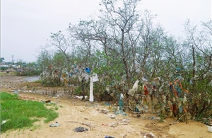 Rừng ngập mặn ven sông Lam đang bị 'bức tử' nghiêm trọng bởi rác