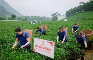 Người dân trồng chè La Bằng (Thái Nguyên) vui niềm vui an cư