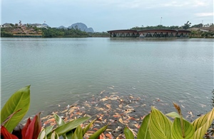 Giải mã “kỳ quan” Suối Cá Thần 