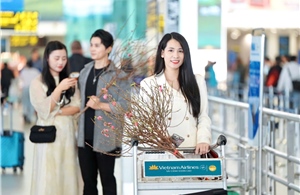 Vietnam Airlines vận chuyển mai đào Tết Nguyên Đán Ất Tỵ 2025