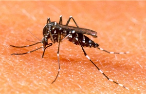 Khánh Hòa: Số ca mắc sốt rét tăng cao dù không phải là chu kỳ của bệnh