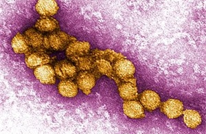 Israel ghi nhận ca tử vong đầu tiên do virus Tây sông Nile