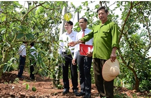 Agribank tỉnh Đắk Lắk: khẳng định vai trò chủ đạo trong lĩnh vực đầu tư tín dụng phát triển "tam nông "