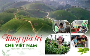 Tăng giá trị chè Việt Nam