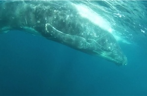 Australia nỗ lực giải cứu cá voi lưng gù bị dây lưới trói chặt