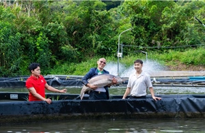 Cá tầm Beluga 50kg gây chú ý tại MM Mega Market Đà Nẵng