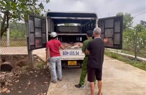 Triệt phá đường dây mua bán lợn giống không rõ nguồn gốc