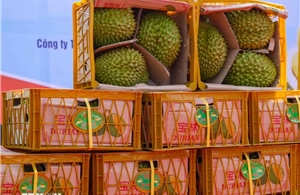 Quảng Tây (Trung Quốc) tăng tốc thông quan trái cây ASEAN