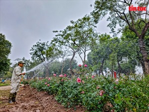 Hà Nội: Trồng 10.000 cây hoa hồng trên phố đi bộ Trần Nhân Tông