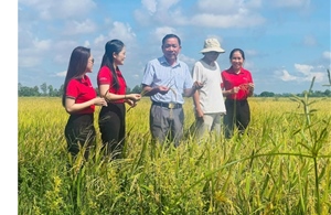 Khi dòng vốn Agribank tiếp sức nông dân ĐBSCL làm lúa chất lượng cao