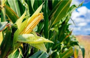 Kenya chính thức dỡ bỏ lệnh cấm đối với cây trồng biến đổi gen sau 10 năm