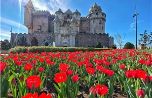 Sun World Ba Na Hills lần đầu ươm trồng 1 triệu tulip trên đỉnh núi đón Tết Nguyên đán 2026