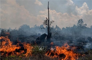 El Niño gia tăng nguy cơ cháy rừng, các nước tăng cường ứng phó