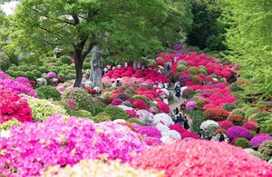 Hoa đỗ quyên nở rộ tại Tokyo