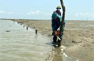 Kiên quyết xử lý tình trạng lấn chiếm bãi triều nuôi trồng thủy sản trái phép