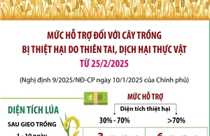 Mức hỗ trợ đối với cây trồng bị thiệt hại do thiên tai, dịch hại thực vật từ 25/2/2025