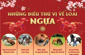 Những điều thú vị về loài ngựa