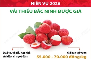 Niên vụ 2026: Vải thiều Bắc Ninh được giá