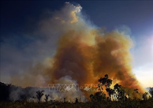 Brazil ghi nhận số vụ cháy rừng cao kỷ lục trong 4 tháng đầu năm