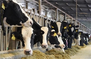 Gia Lai: Thu hút đầu tư chăn nuôi bò sữa