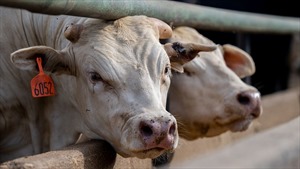 Mỹ công bố kết quả xét nghiệm virus H5N1 trên thịt bò và các sản phẩm từ sữa