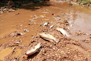 Vụ cá chết hàng loạt ở Quảng Trị: Cần có phương án phối hợp để quản lý chặt chẽ các cơ sở 