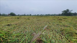 Quảng Trị: Mưa dông kèm lốc xoáy khiến gần 400 ha lúa đến kỳ thu hoạch bị gãy đổ