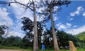 Đề xuất chi 400 triệu đồng để xử lý cây di sản bị chết ở Khánh Hòa