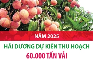 Năm 2025: Hải Dương dự kiến thu hoạch 60.000 tấn vải