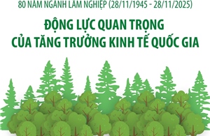Ngành Lâm nghiệp: Động lực quan trọng của tăng trưởng kinh tế quốc gia