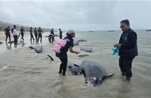 Indonesia giải cứu 34 cá voi hoa tiêu mắc cạn