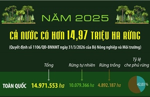 Năm 2025: Cả nước có hơn 14.97 triệu ha rừng