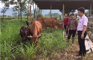 Tín dụng chính sách hợp sức giảm nghèo ở Hoà Bình