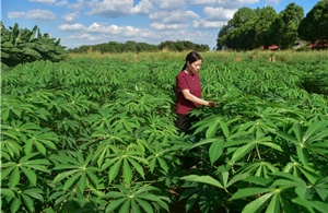 Chính phủ Nhật Bản quyết định trợ cấp cho dự án giúp tăng năng suất khoai mì, giảm phát thải khí nhà kính