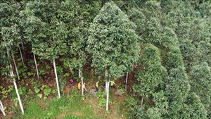 Kiểm toán nhà nước phát hiện sai sót trong quản lý rừng tại nhiều địa phương