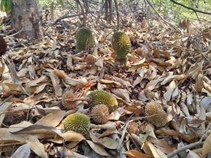 Sầu riêng Khánh Hòa rụng trái hàng loạt do thời tiết thất thường