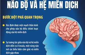 Hé lộ mối liên hệ kỳ diệu giữa não bộ và hệ miễn dịch