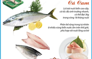 Việt Nam là nước đầu tiên nghiên cứu, sinh sản thành công giống cá cam