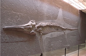 Phát hiện cấu trúc vây đặc biệt của hóa thạch ngư long 180 triệu năm tuổi