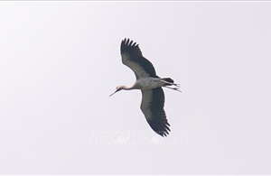 Bảo vệ đàn cò quý hiếm di cư về Đắk Lắk