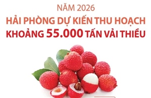 Hải Phòng dự kiến thu hoạch khoảng 55.000 tấn vải thiều