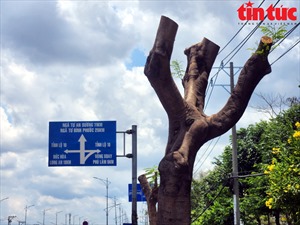  TP Hồ Chí Minh: Hàng cây xanh bị cắt trụi ngọn ngay trong đợt nắng