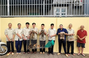 TP Hồ Chí Minh: Triệt phá nhóm đối tượng trộm cắp mèo số lượng lớn