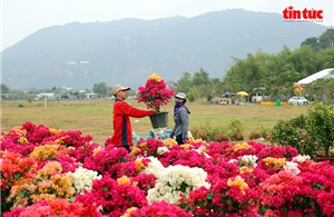 Nhộn nhịp chợ hoa Xuân vùng Bảy Núi An Giang những ngày cận Tết