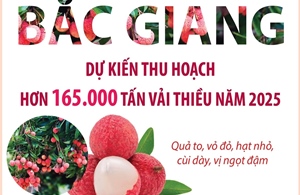 Bắc Giang: Dự kiến thu hoạch hơn 165.000 tấn vải thiều năm 2025