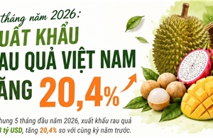 5 tháng năm 2026: Xuất khẩu rau quả tăng 20,4%